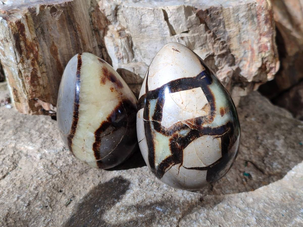 Polished Fossilized Septerye Eggs x 3 From Mahajanga, Madagascar - Toprock Gemstones and Minerals 