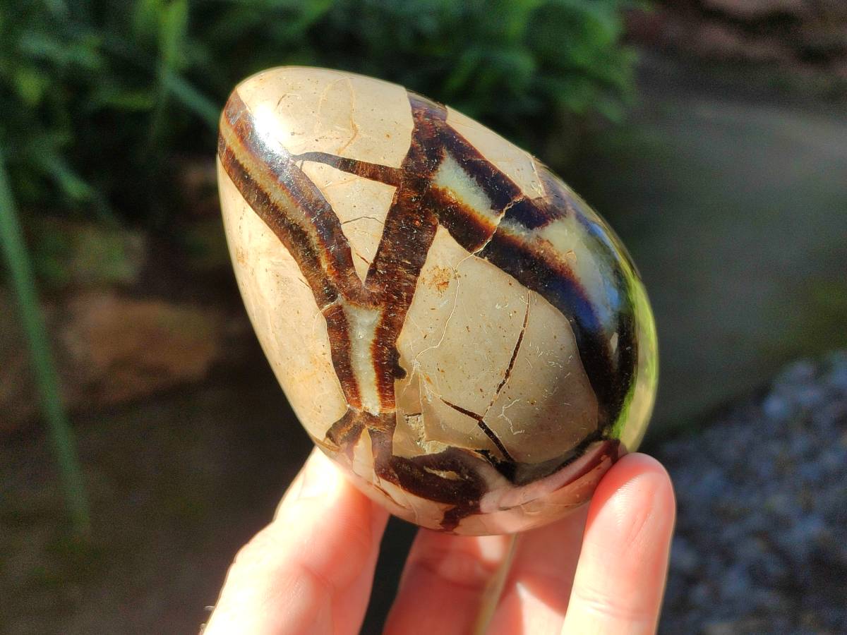 Polished Fossilized Septerye Eggs x 3 From Mahajanga, Madagascar - Toprock Gemstones and Minerals 