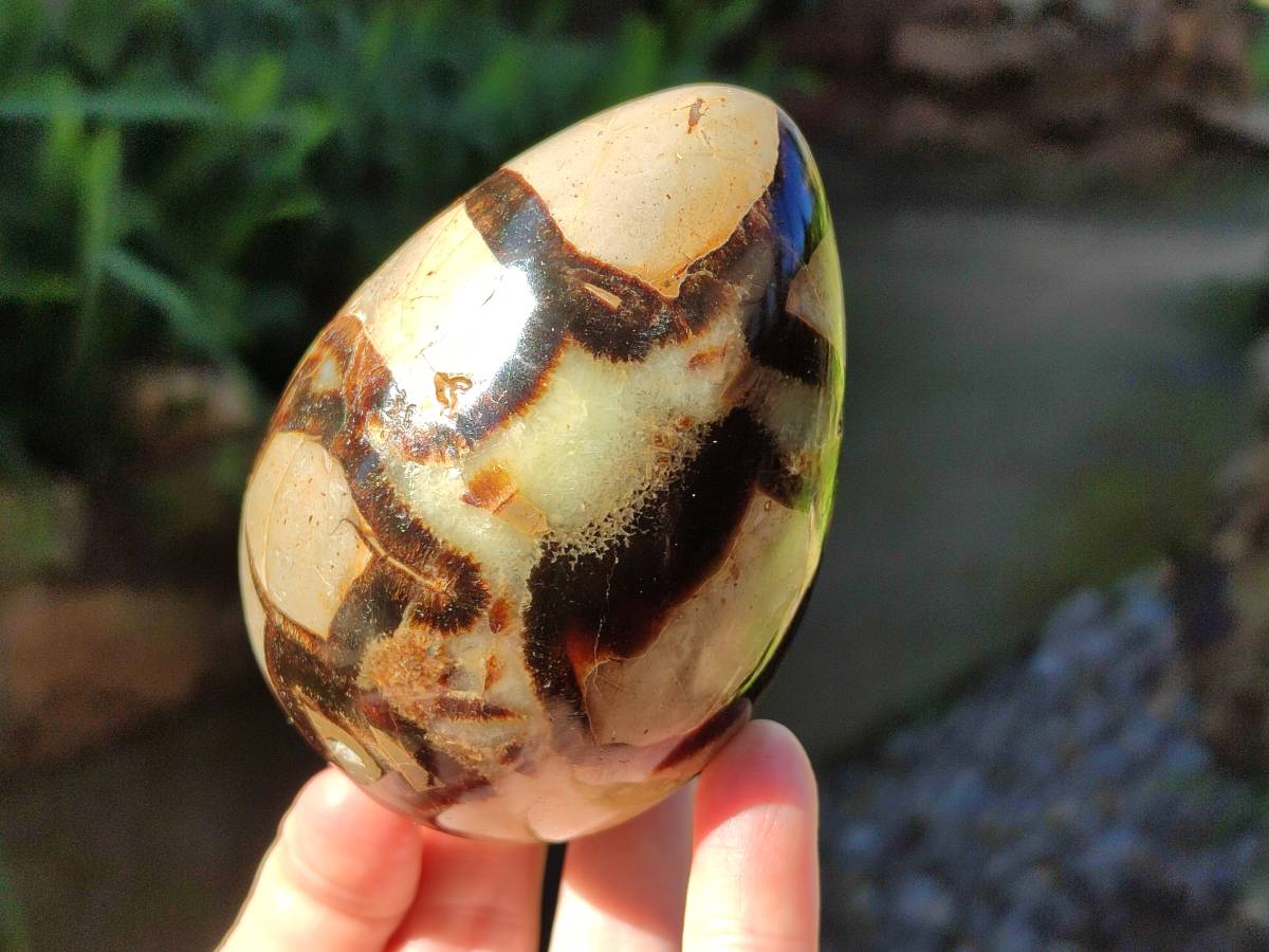 Polished Fossilized Septerye Eggs x 3 From Mahajanga, Madagascar - Toprock Gemstones and Minerals 