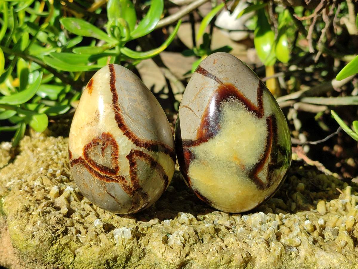 Polished Fossilized Septerye Eggs x 3 From Mahajanga, Madagascar - Toprock Gemstones and Minerals 