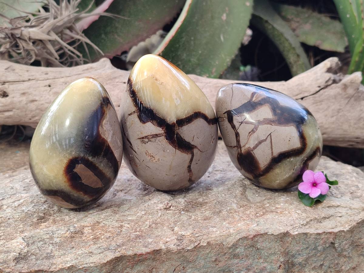 Polished Fossilized Septerye Eggs x 3 From Mahajanga, Madagascar - Toprock Gemstones and Minerals 