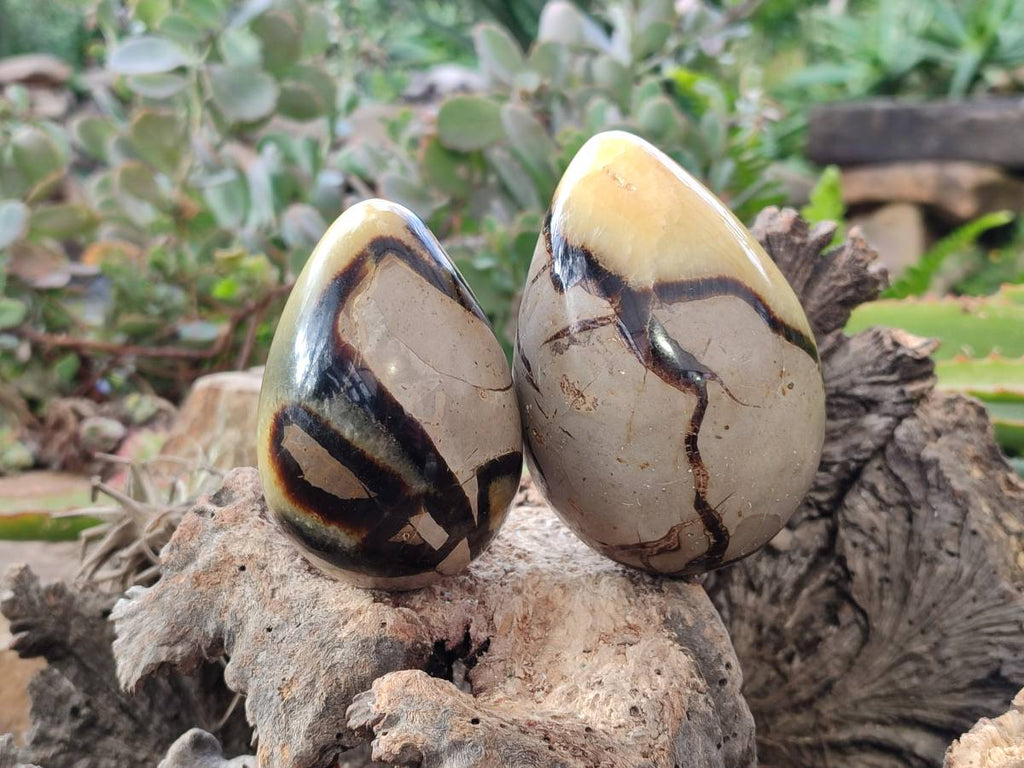 Polished Fossilized Septerye Eggs x 3 From Mahajanga, Madagascar - Toprock Gemstones and Minerals 