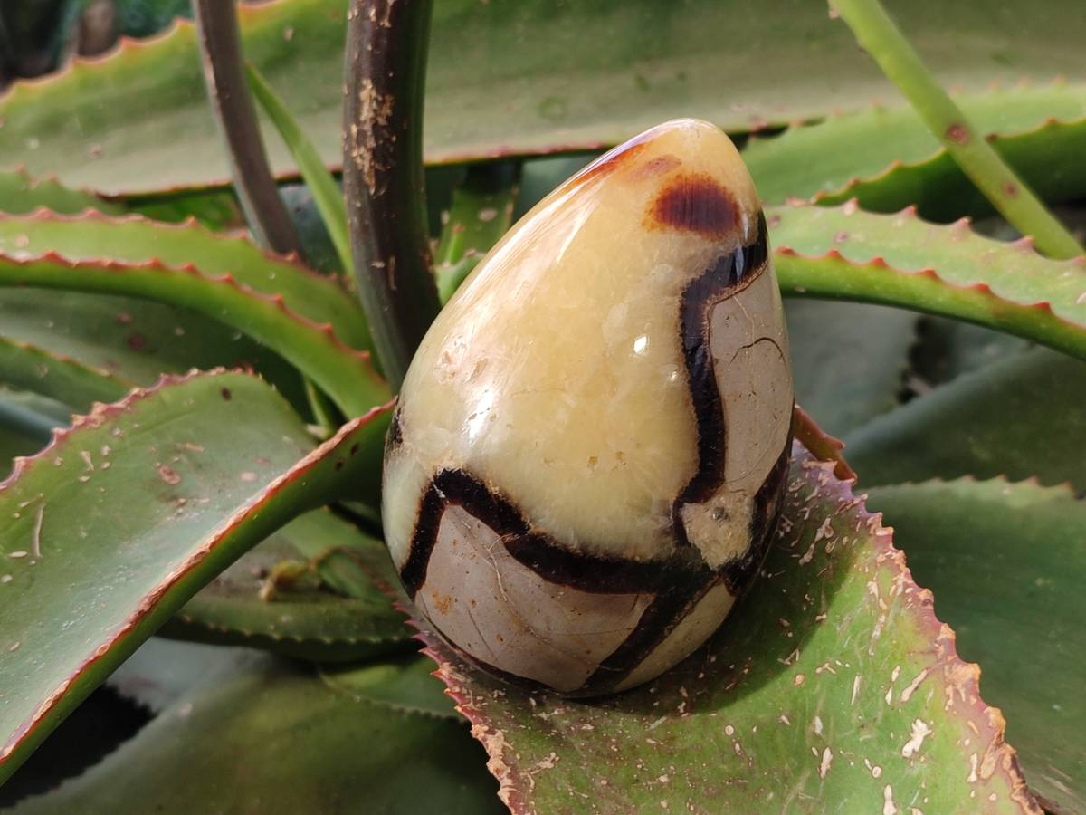 Polished Fossilized Septerye Eggs x 3 From Mahajanga, Madagascar - Toprock Gemstones and Minerals 
