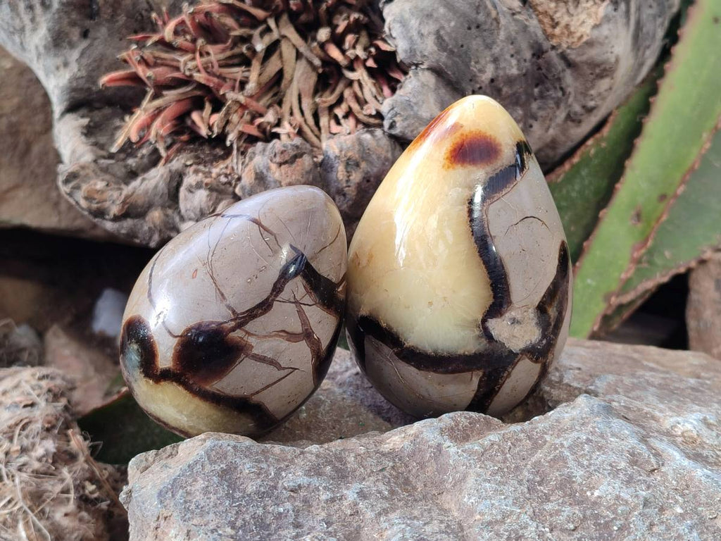 Polished Fossilized Septerye Eggs x 3 From Mahajanga, Madagascar - Toprock Gemstones and Minerals 
