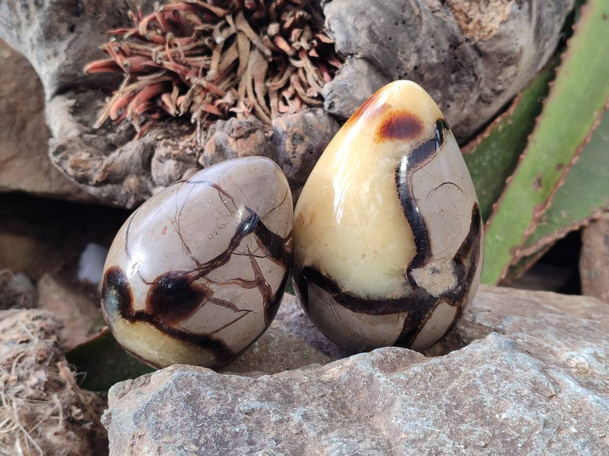Polished Fossilized Septerye Eggs x 3 From Mahajanga, Madagascar - Toprock Gemstones and Minerals 