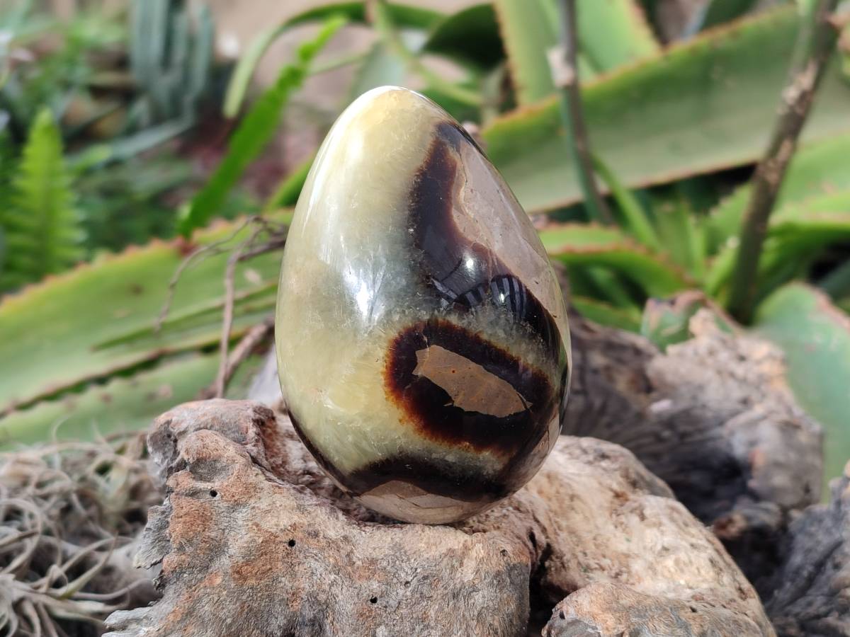 Polished Fossilized Septerye Eggs x 3 From Mahajanga, Madagascar - Toprock Gemstones and Minerals 