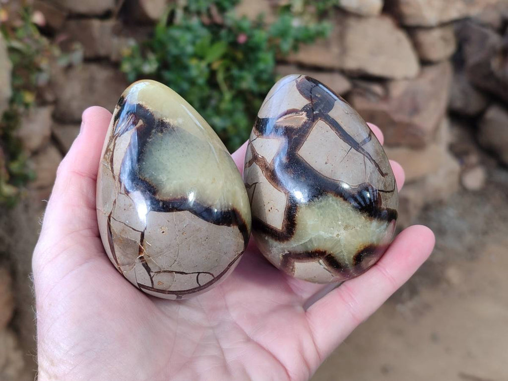 Polished Fossilized Septerye Eggs x 3 From Mahajanga, Madagascar - Toprock Gemstones and Minerals 