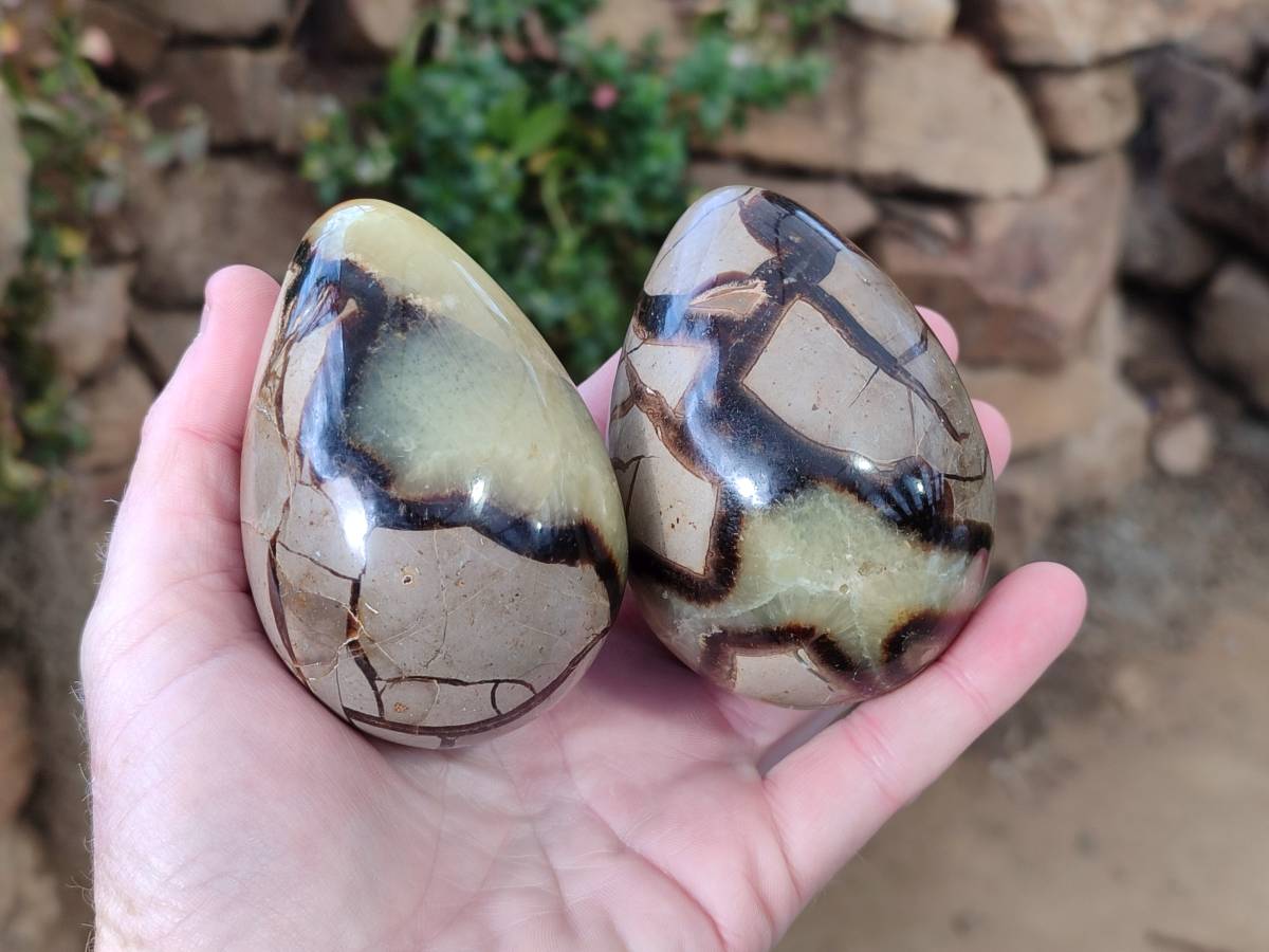 Polished Fossilized Septerye Eggs x 3 From Mahajanga, Madagascar - Toprock Gemstones and Minerals 