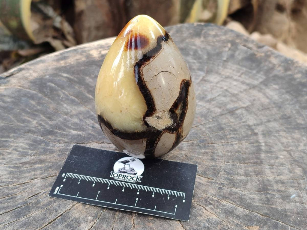 Polished Fossilized Septerye Eggs x 3 From Mahajanga, Madagascar - Toprock Gemstones and Minerals 