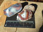 Polished On One Side Red Sashe River Agate Nodules x 12 From Zimbabwe - Toprock Gemstones and Minerals 