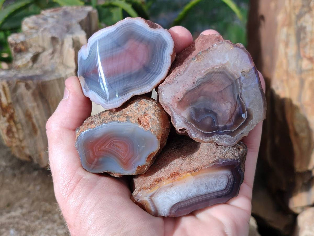 Polished On One Side Red Sashe River Agate Nodules x 12 From Zimbabwe - Toprock Gemstones and Minerals 