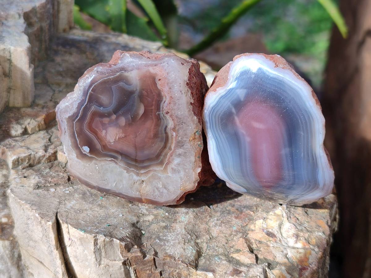 Polished On One Side Red Sashe River Agate Nodules x 12 From Zimbabwe - Toprock Gemstones and Minerals 