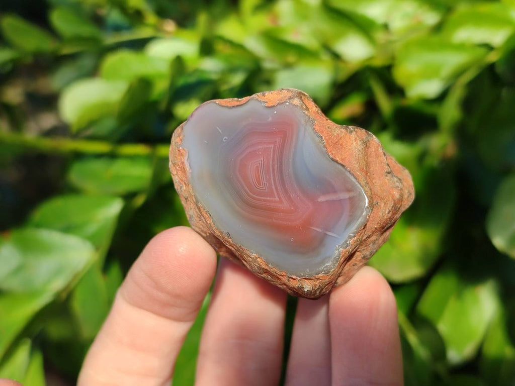 Polished On One Side Red Sashe River Agate Nodules x 12 From Zimbabwe - Toprock Gemstones and Minerals 