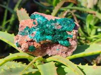 Natural Dioptase Crystals with Malachite on Dolomite Matrix Specimens x 6 From Likasi, Congo - Toprock Gemstones and Minerals 