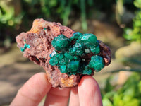 Natural Dioptase Crystals with Malachite on Dolomite Matrix Specimens x 6 From Likasi, Congo - Toprock Gemstones and Minerals 