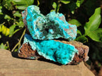 Natural Drusy Chrysocolla and Malachite Stalactite Coated on Dolomite Specimens x 2 From Lupoto Mine, Congo - Toprock Gemstones and Minerals 