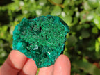 Natural Dioptase Crystals with Malachite on Dolomite Matrix Specimens x 12 From Likasi, Congo - Toprock Gemstones and Minerals 