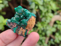 Natural Dioptase Crystals with Malachite on Dolomite Matrix Specimens x 12 From Likasi, Congo - Toprock Gemstones and Minerals 