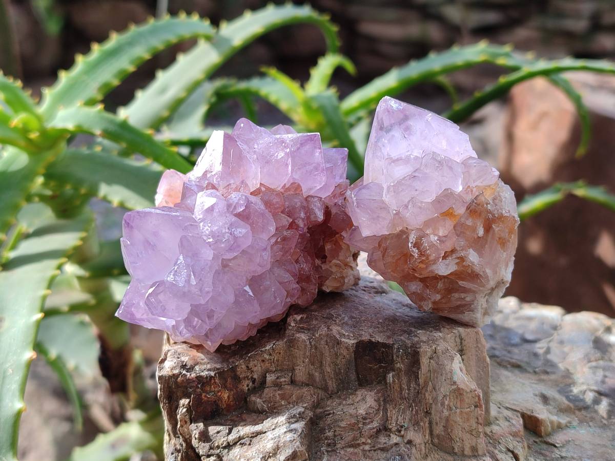 Natural Sunburst Amethyst Spirit Quartz Clusters x 9 From Boekenhouthoek, South Africa - Toprock Gemstones and Minerals 