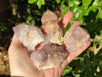 Natural Sunburst Amethyst Spirit Quartz Clusters x 9 From Boekenhouthoek, South Africa - Toprock Gemstones and Minerals 