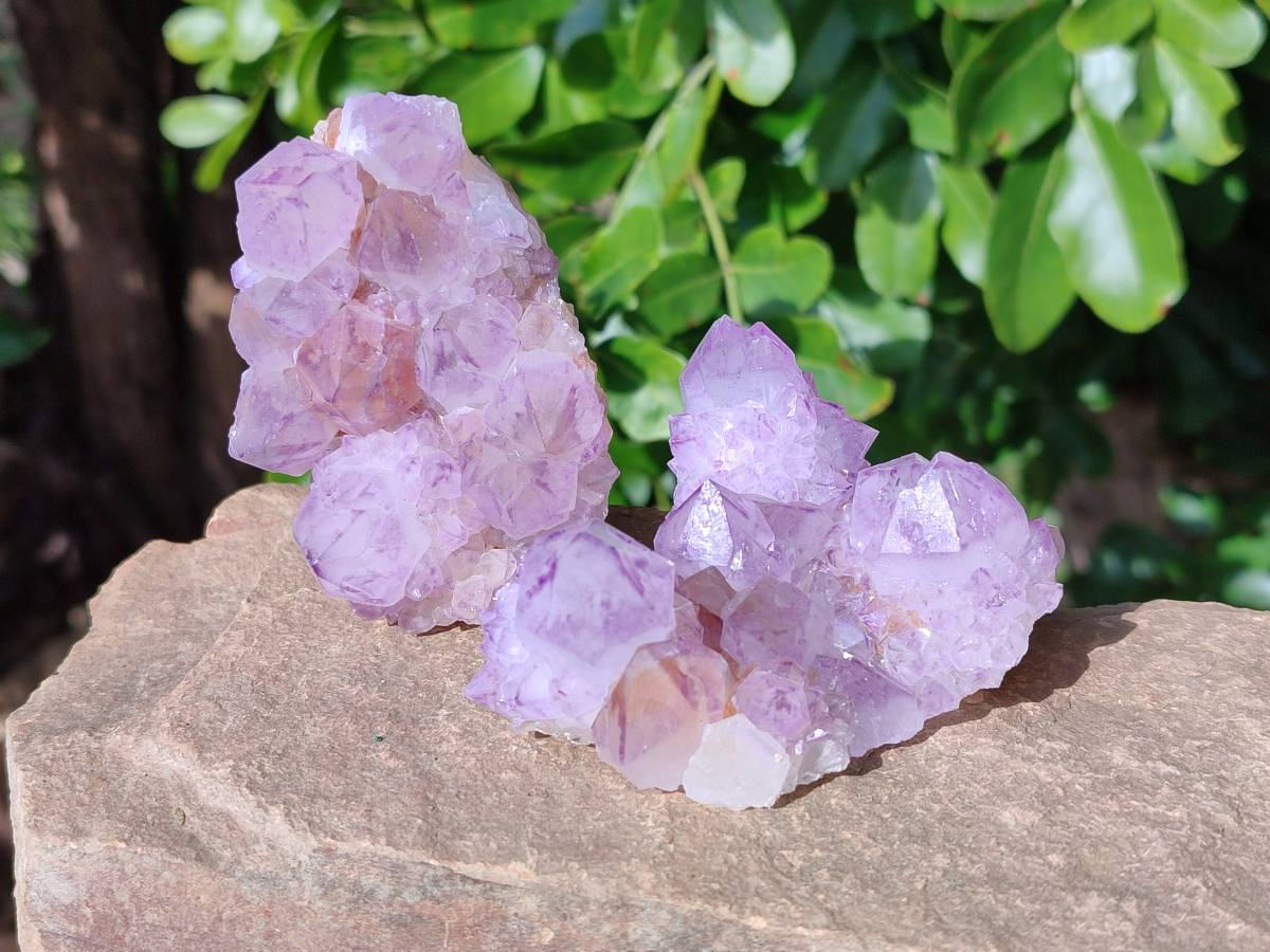 Natural Sunburst Amethyst Spirit Quartz Clusters x 6 From Boekenhouthoek, South Africa - Toprock Gemstones and Minerals 