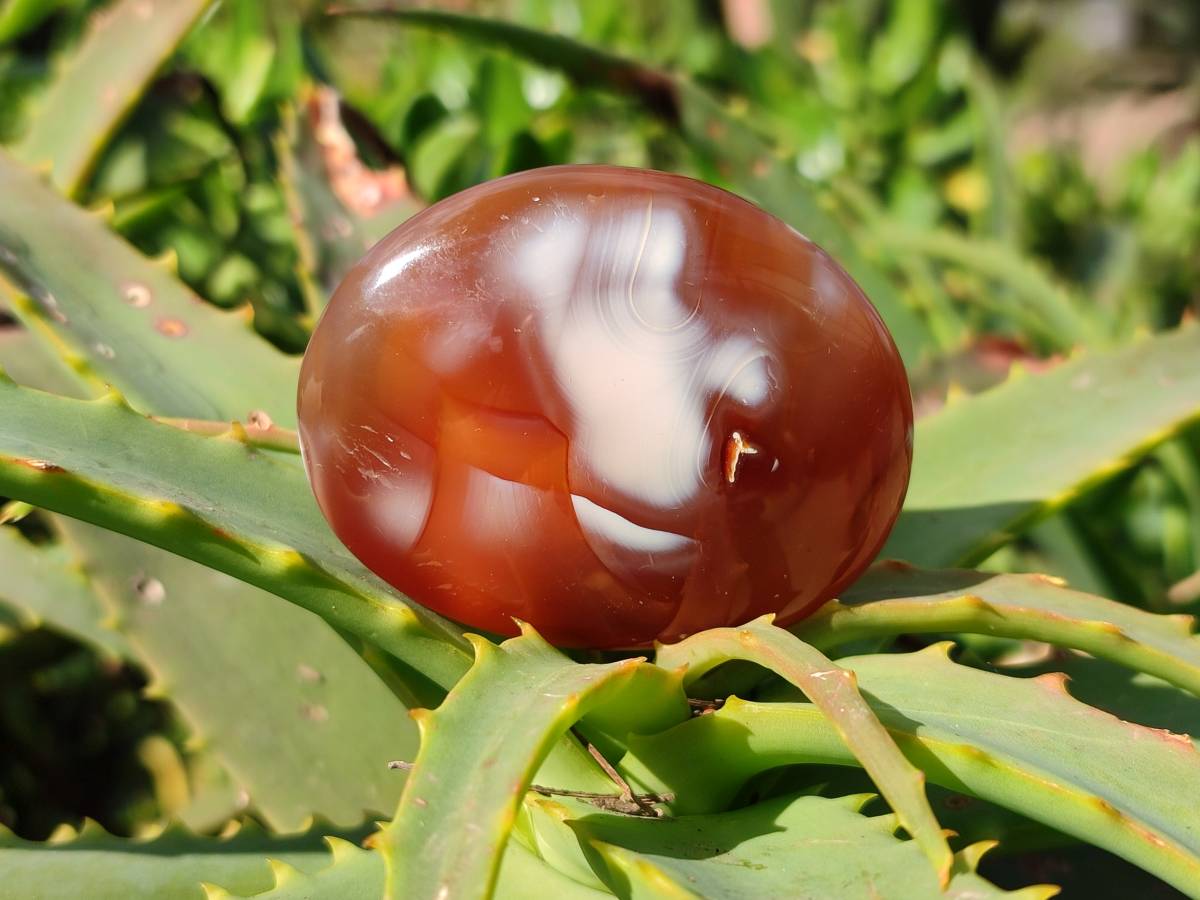 Polished Carnelian Agate Palm Stones x 12 From Madagascar - Toprock Gemstones and Minerals 