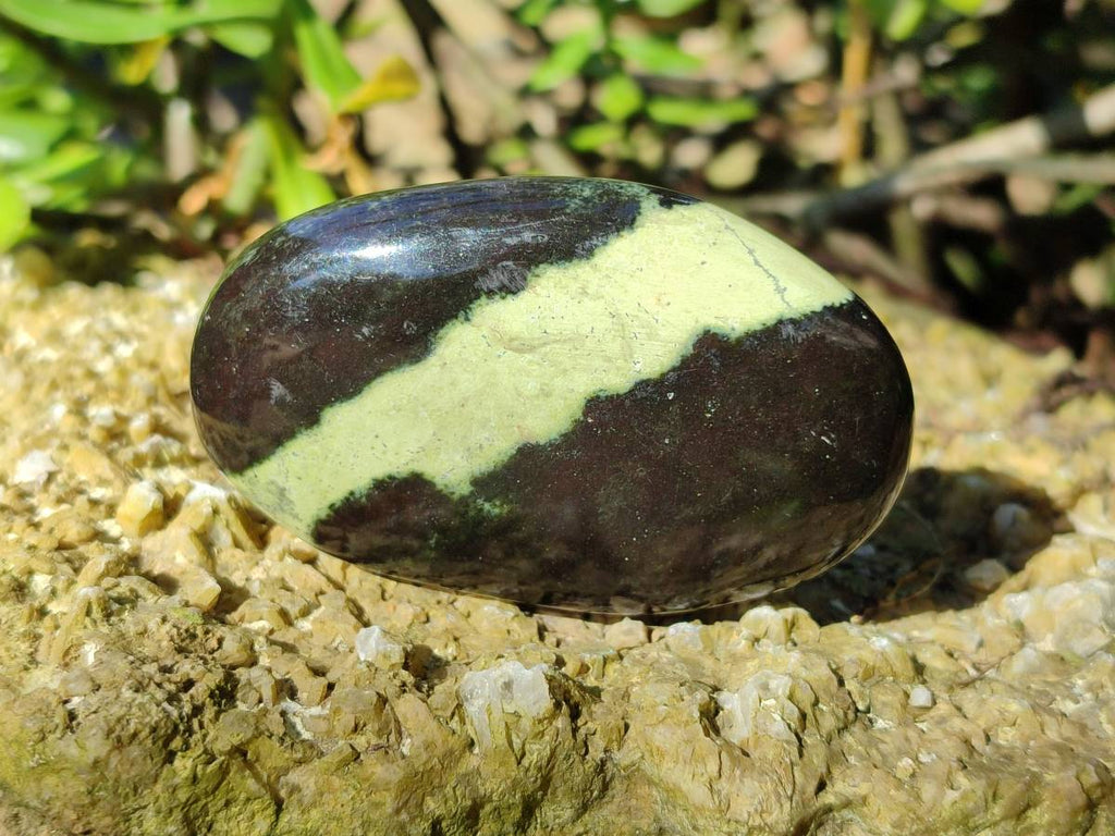 Polished Selected Large Leopard Stone Palm Stones x 9 From Nyanga, Zimbabwe - Toprock Gemstones and Minerals 