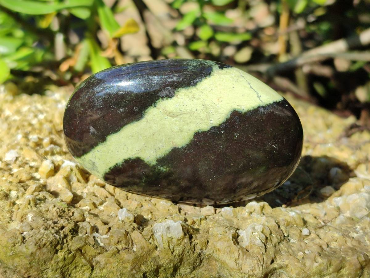 Polished Selected Large Leopard Stone Palm Stones x 9 From Nyanga, Zimbabwe - Toprock Gemstones and Minerals 