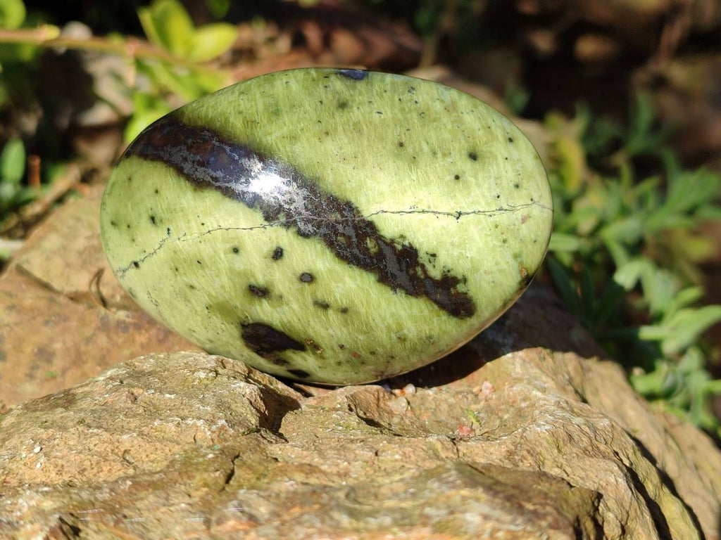 Polished Selected Large Leopard Stone Palm Stones x 9 From Nyanga, Zimbabwe - Toprock Gemstones and Minerals 