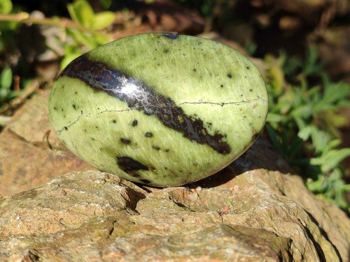 Polished Selected Large Leopard Stone Palm Stones x 9 From Nyanga, Zimbabwe - Toprock Gemstones and Minerals 