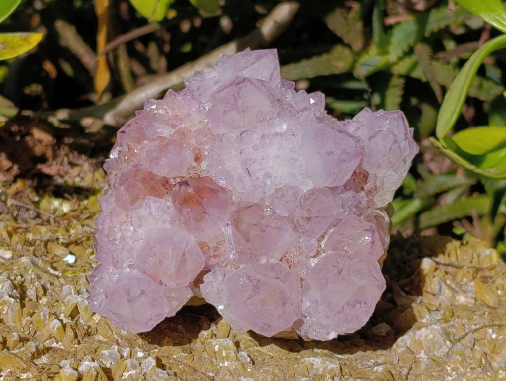 Natural Amethyst Spirit Quartz Clusters x 2 From Boekenhouthoek, South Africa - Toprock Gemstones and Minerals 