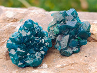 Natural Dioptase on Dolomite Matrix Specimens x 20 From Likasi, Congo - Toprock Gemstones and Minerals 