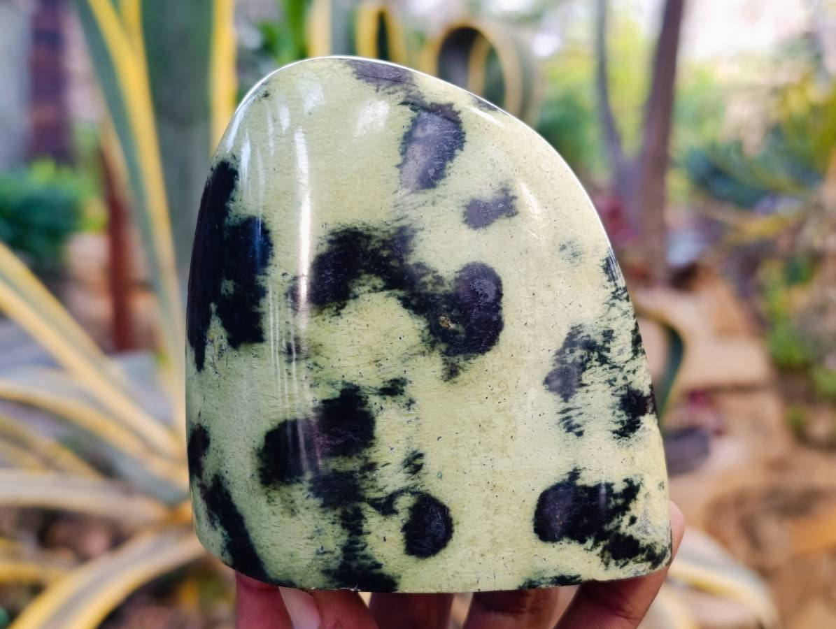 Polished Leopard Stone Standing Free Forms x 4 From Nyanga, Zimbabwe - Toprock Gemstones and Minerals 