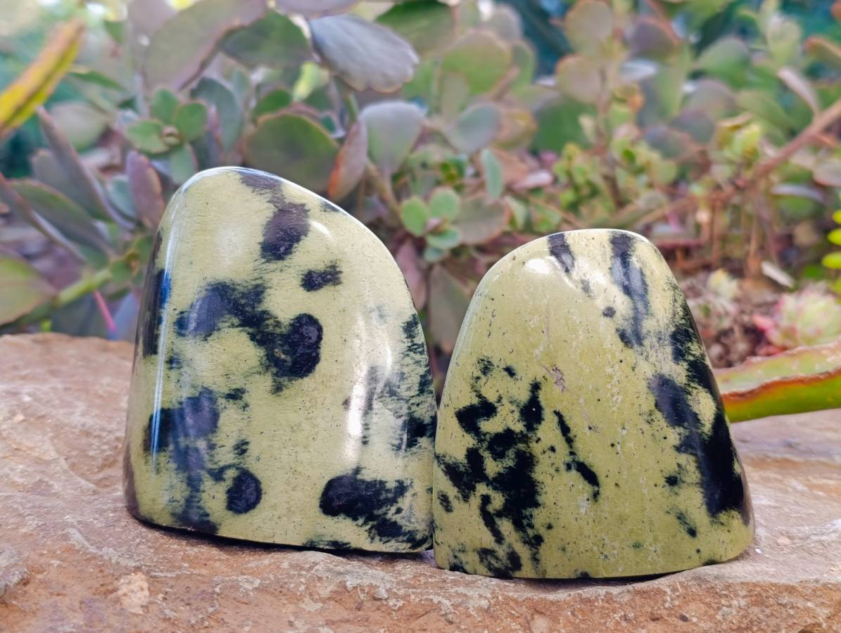 Polished Leopard Stone Standing Free Forms x 4 From Nyanga, Zimbabwe - Toprock Gemstones and Minerals 