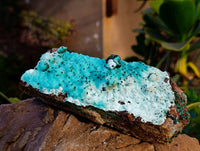 Natural Drusy Coated Chrysocolla Specimens x 2 From Lupoto Mine, Congo - Toprock Gemstones and Minerals 