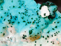 Natural Drusy Coated Chrysocolla Specimens x 2 From Lupoto Mine, Congo - Toprock Gemstones and Minerals 