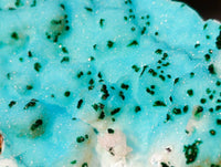 Natural Drusy Coated Chrysocolla Specimens x 2 From Lupoto Mine, Congo - Toprock Gemstones and Minerals 