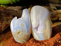 Polished Blue Lace Agate Standing Free Forms x 2 From Malawi - Toprock Gemstones and Minerals 