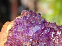 Natural Amethystos Amethyst Plates x 24 From Kwaggafontein, South Africa