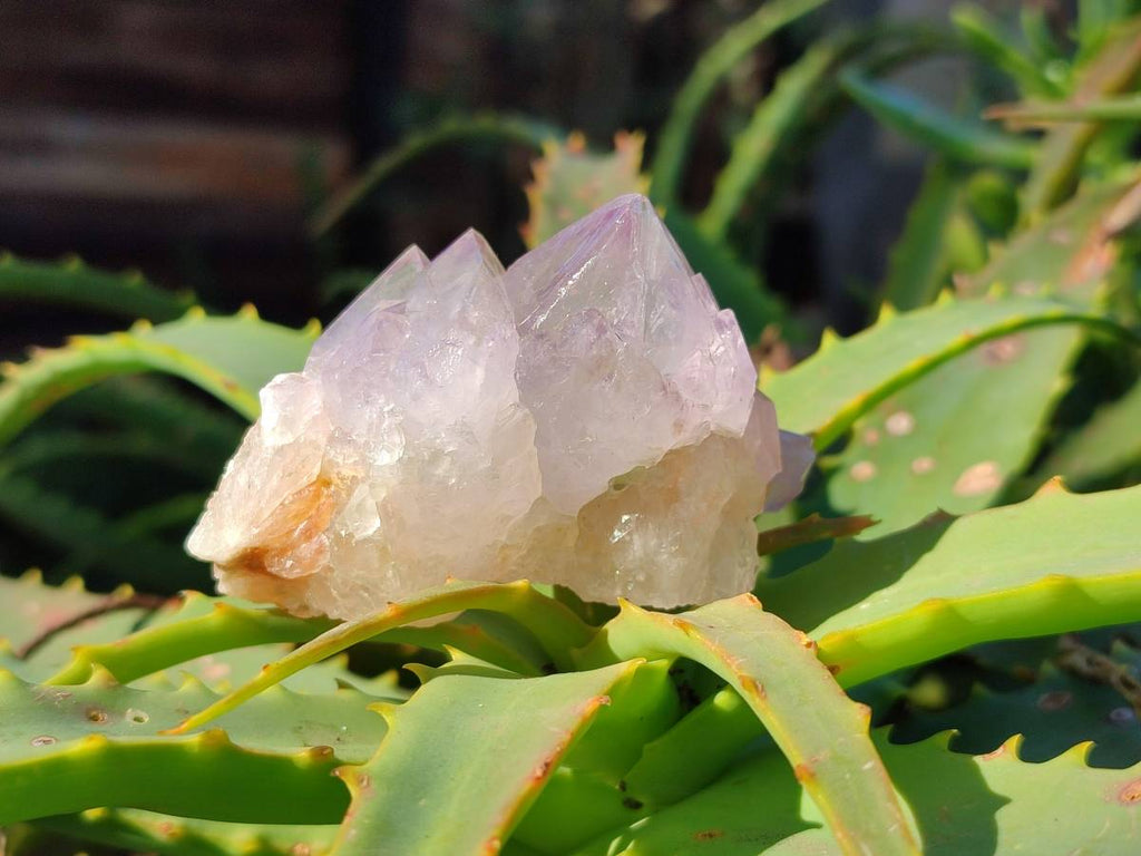 Natural Amethyst Spirit Quartz Clusters x 12 From Boekenhouthoek, South Africa - Toprock Gemstones and Minerals 