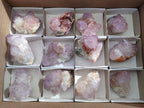 Natural Amethyst Spirit Quartz Clusters x 12 From Boekenhouthoek, South Africa - Toprock Gemstones and Minerals 