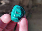 Polished Flower Banded Malachite Tumbled Stones x 35 From Congo - Toprock Gemstones and Minerals 