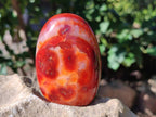 Polished Carnelian Agate Standing Free Forms x 6 From Madagascar - Toprock Gemstones and Minerals 