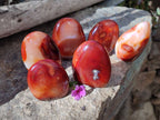 Polished Carnelian Agate Standing Free Forms x 6 From Madagascar - Toprock Gemstones and Minerals 