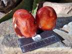 Polished Carnelian Agate Standing Free Forms x 6 From Madagascar - Toprock Gemstones and Minerals 
