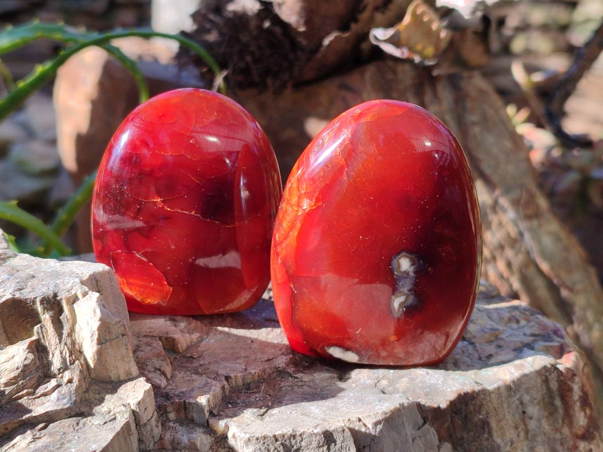 Polished Carnelian Agate Standing Free Forms x 6 From Madagascar - Toprock Gemstones and Minerals 