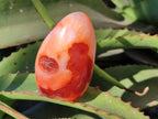Polished Carnelian Agate Standing Free Forms x 6 From Madagascar - Toprock Gemstones and Minerals 