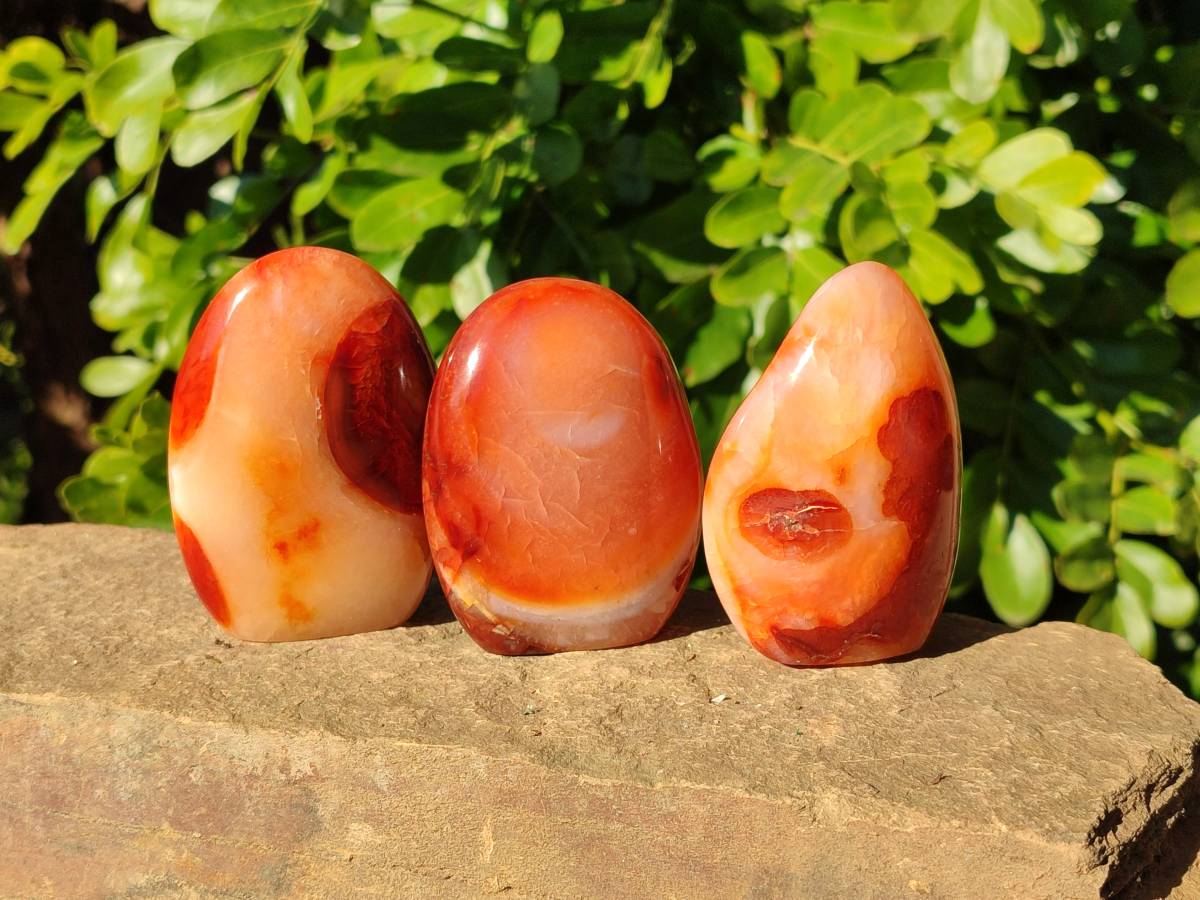 Polished Carnelian Agate Standing Free Forms x 6 From Madagascar - Toprock Gemstones and Minerals 