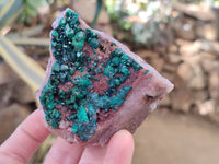Natural Dioptase on Dolomite Matrix Specimens x 6 From Likasi, Congo