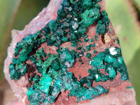 Natural Dioptase on Dolomite Matrix Specimens x 6 From Likasi, Congo